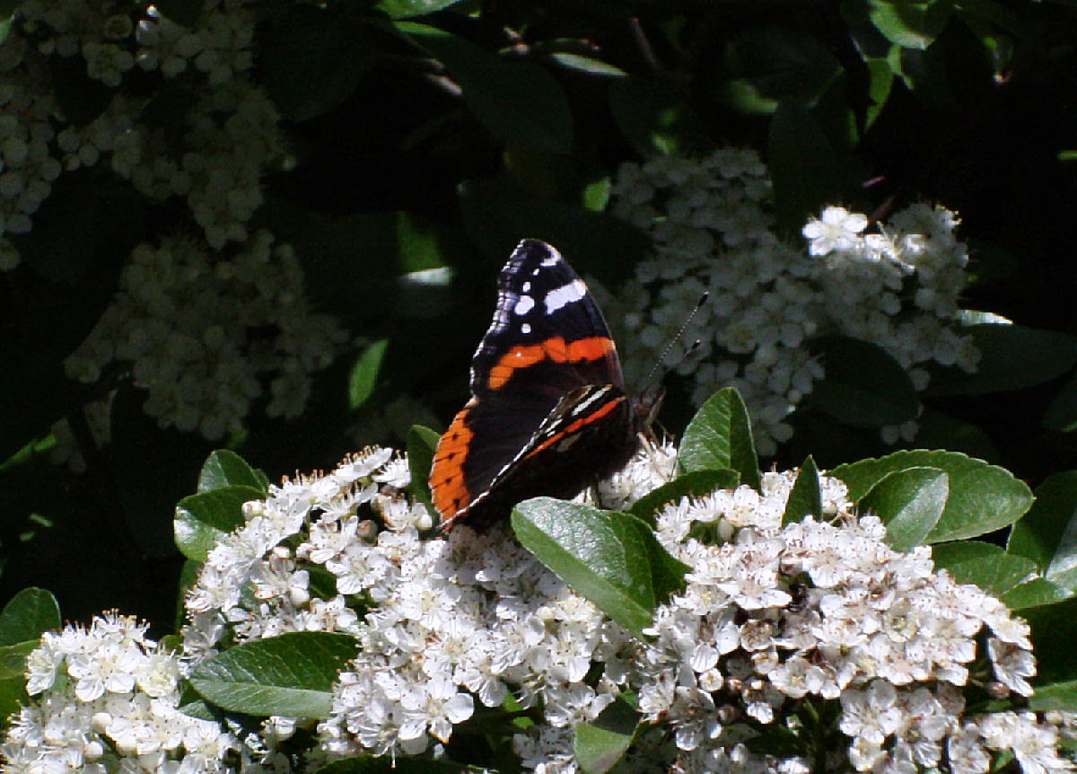 Vanessa atalanta ?